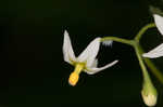 West Indian nightshade